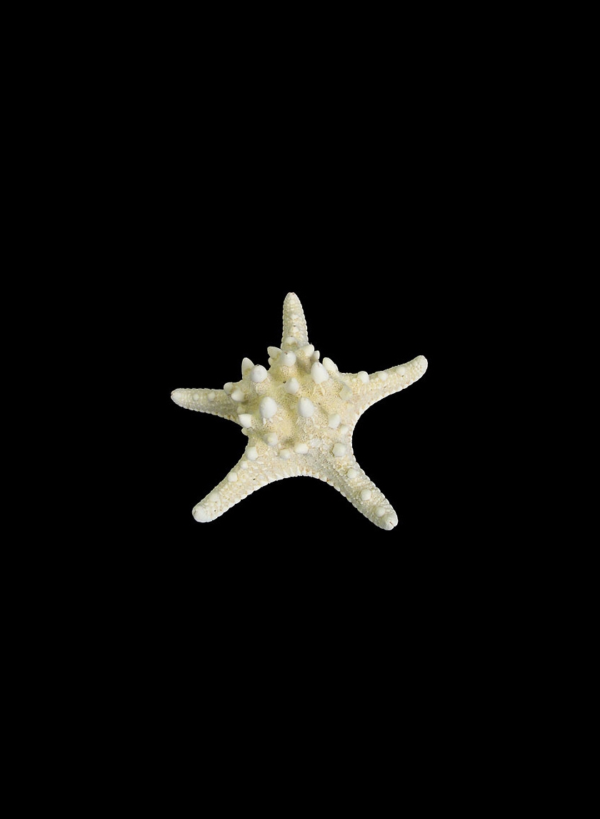 Knobby White Starfish, Set of 10