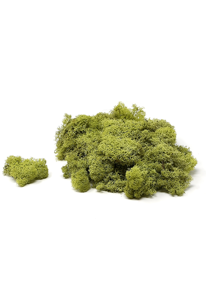 Supermoss Preserved Reindeer Moss For Sale | Jamali Garden