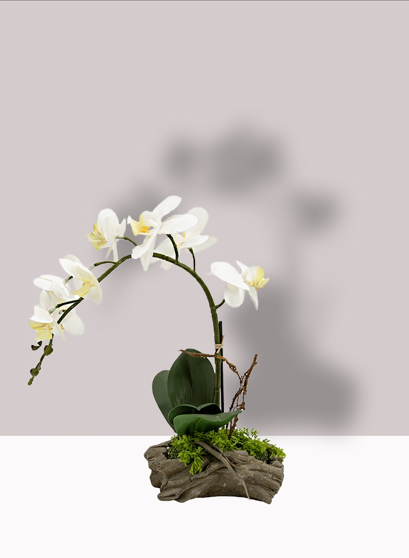 White Phalaenopsis Orchid in Driftwood Planter