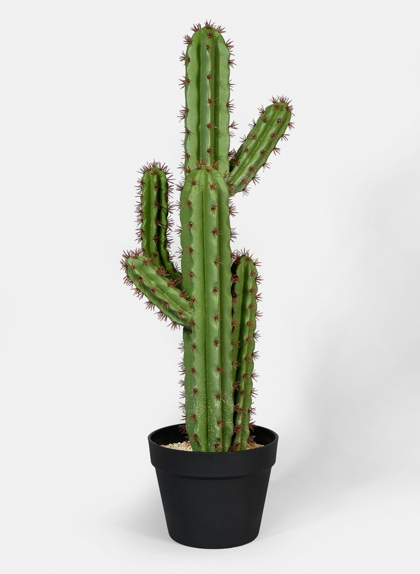 28in Candelabra Cactus Plant