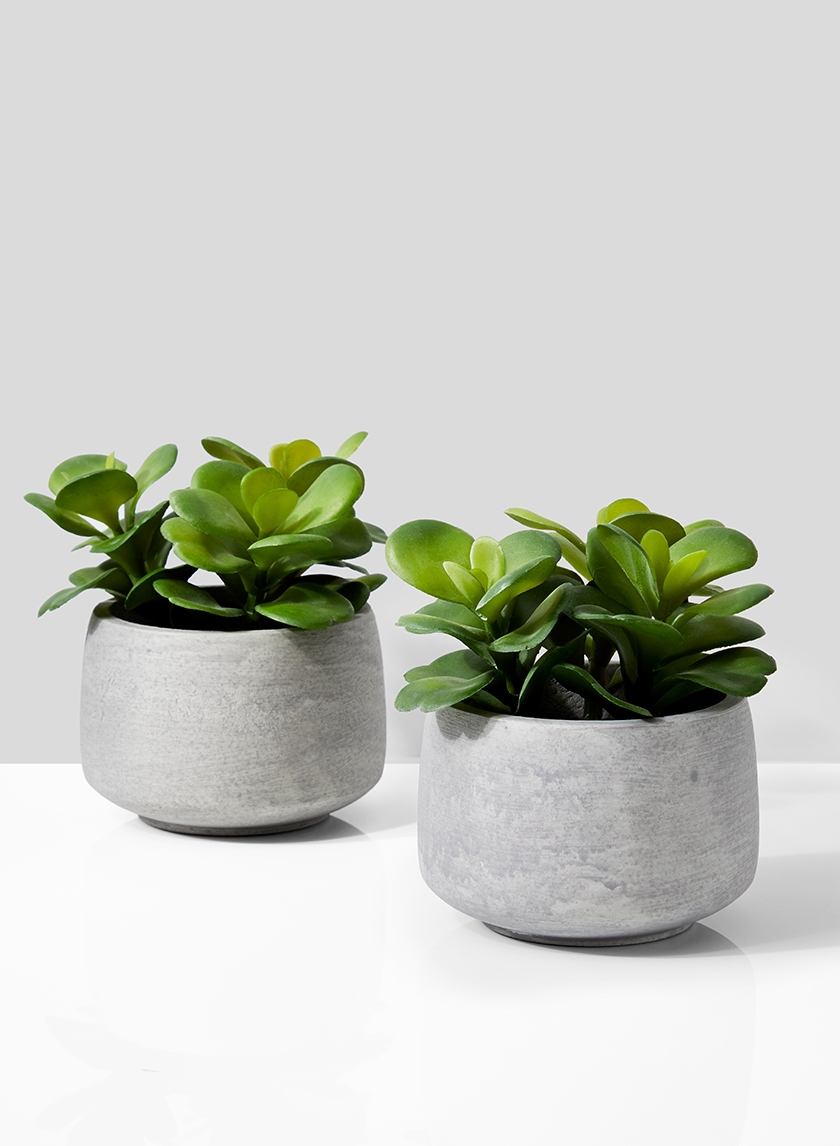 Desert Rose Pot Grey Potted Artificial Plants Set of Two