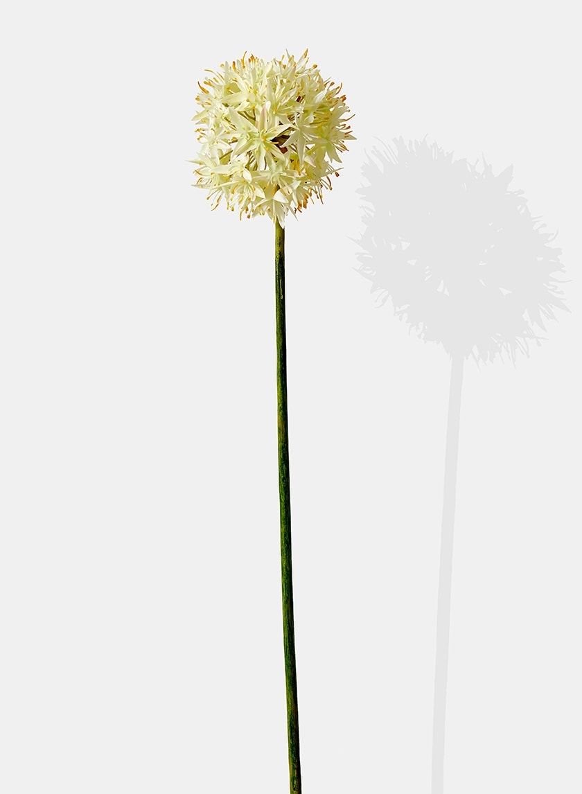 29in White Allium 24719