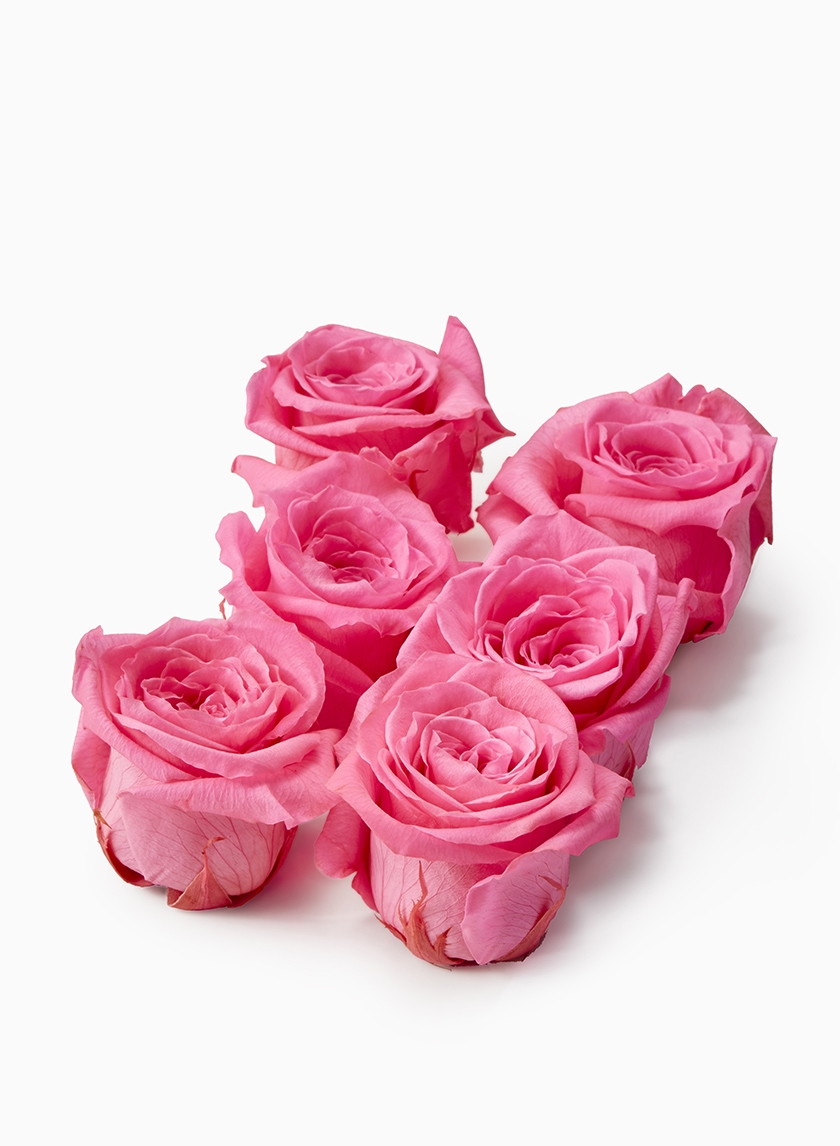 Preserved Pink Roses Wholesale Buy Preserved Pink Roses