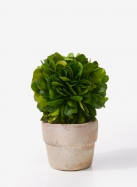 mini preserved boxwood topiary in pot