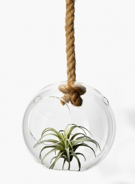 tillandsia in hanging glass ball