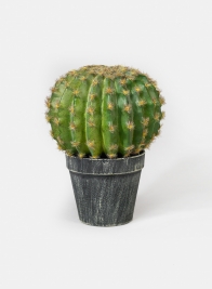 7in Barrel Cactus