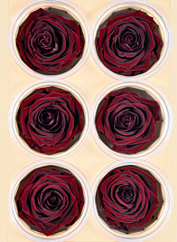 Preserved Burgundy elegant red wine rose, Set of 6