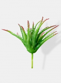 young aloe plant pick floral display props