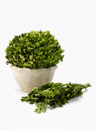 preserved boxwood branches potted ball