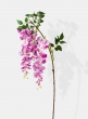 pink purple wisteria blooming branch