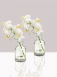 White Phalaenopsis Orchid in Medicine Bottle, Set of 2