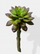 Ombre Green Pachyphytum Succulent Pick