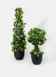 32in Ivy Leaf Topiary Tree