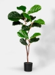 40in Fiddle Leaf Fig Plant