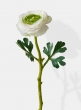 12in White Ranunculus 24721