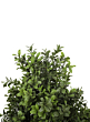 3ft Faux Boxwood Topiary Tree