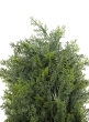 6ft Faux Cypress Topiary Tree