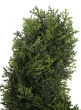 5ft Faux Cypress Spiral Tree